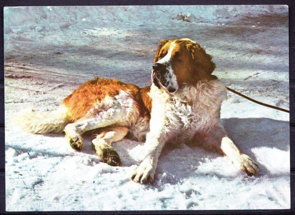 Fotografie: Ilustrată cu un Saint Bernard, necirculată