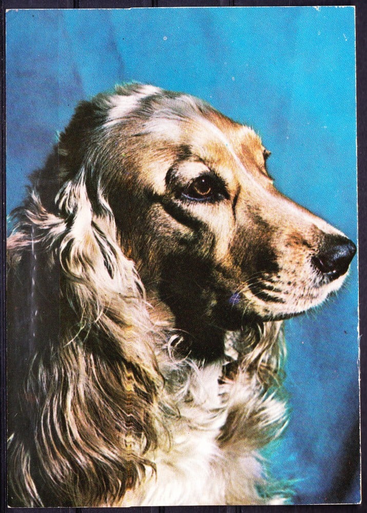 Fotografie: Ilustrată cu un cocker spaniel auriu, necirculată