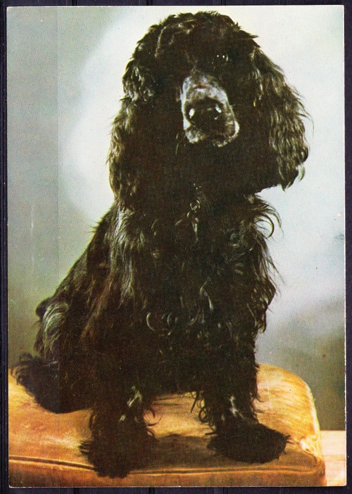 Fotografie: Ilustrată cu un cocker spaniel, necirculată