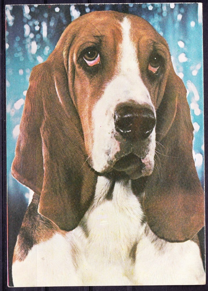 Fotografie: Ilustrată cu un basset hound, necirculată