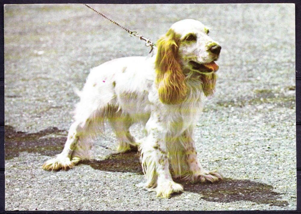 Fotografie: Ilustrată cu un cocker spaniel, necirculată (II)