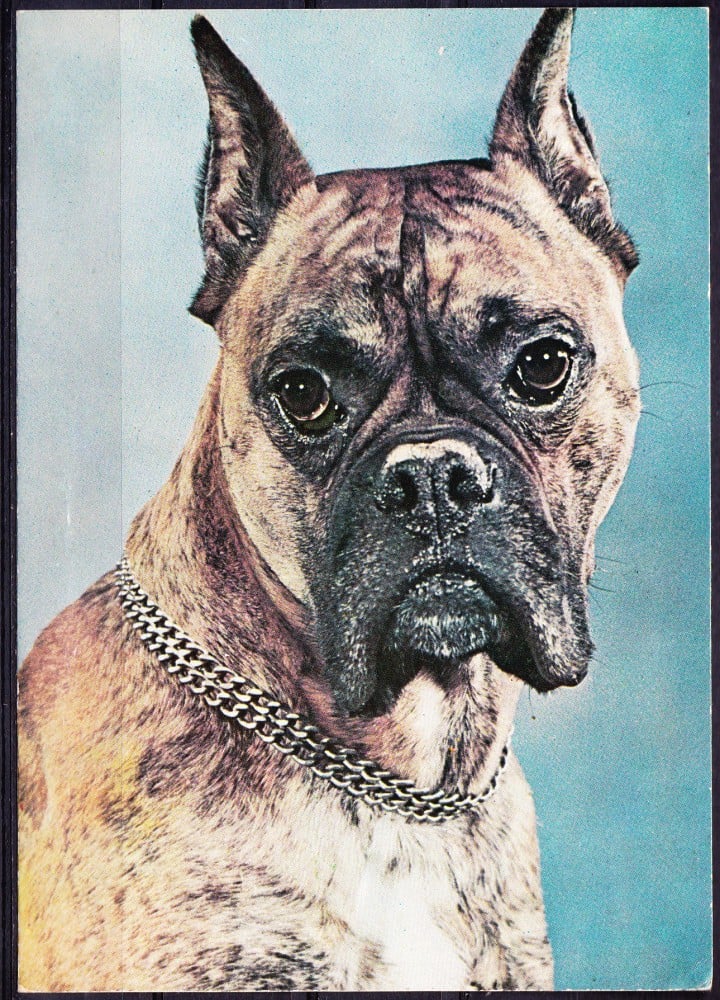 Fotografie: Ilustrată cu un boxer, necirculată