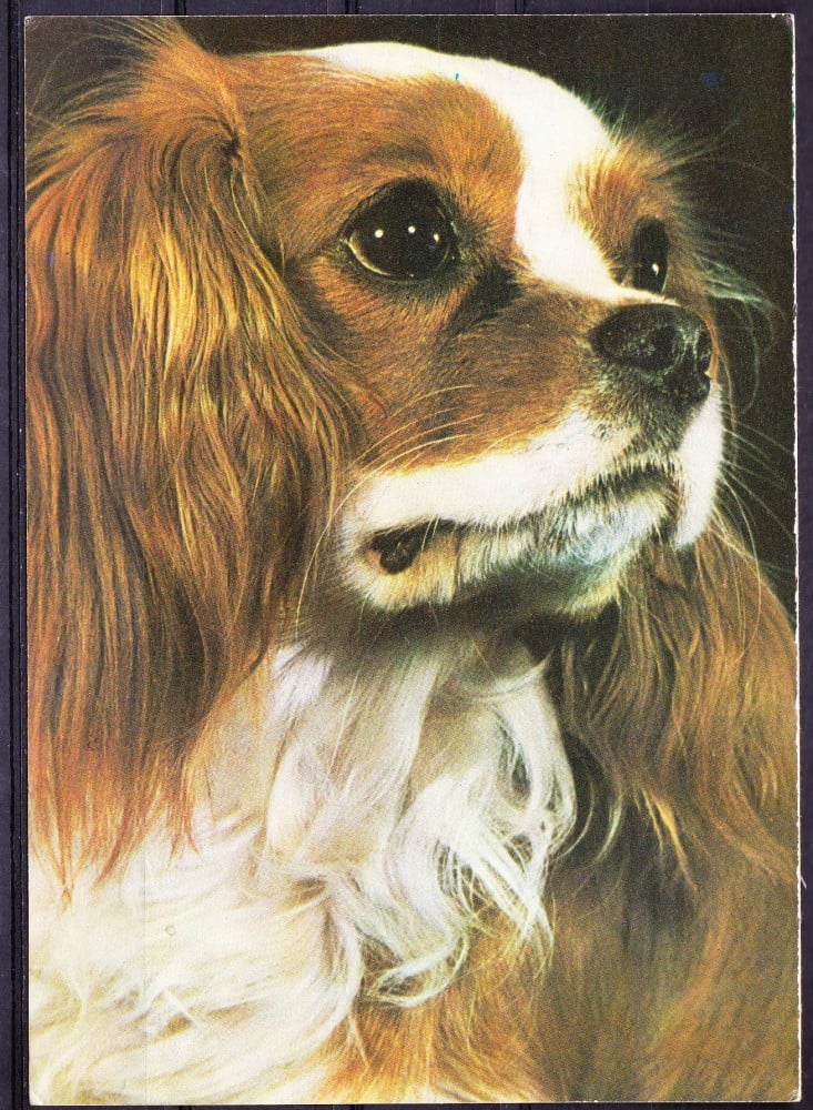 Fotografie: Ilustrată cu un spaniel King Charles, necirculată
