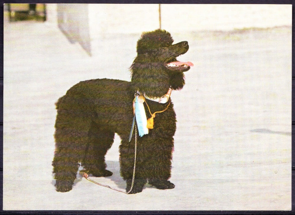 Fotografie: Ilustrată cu un pudel, necirculată (III)