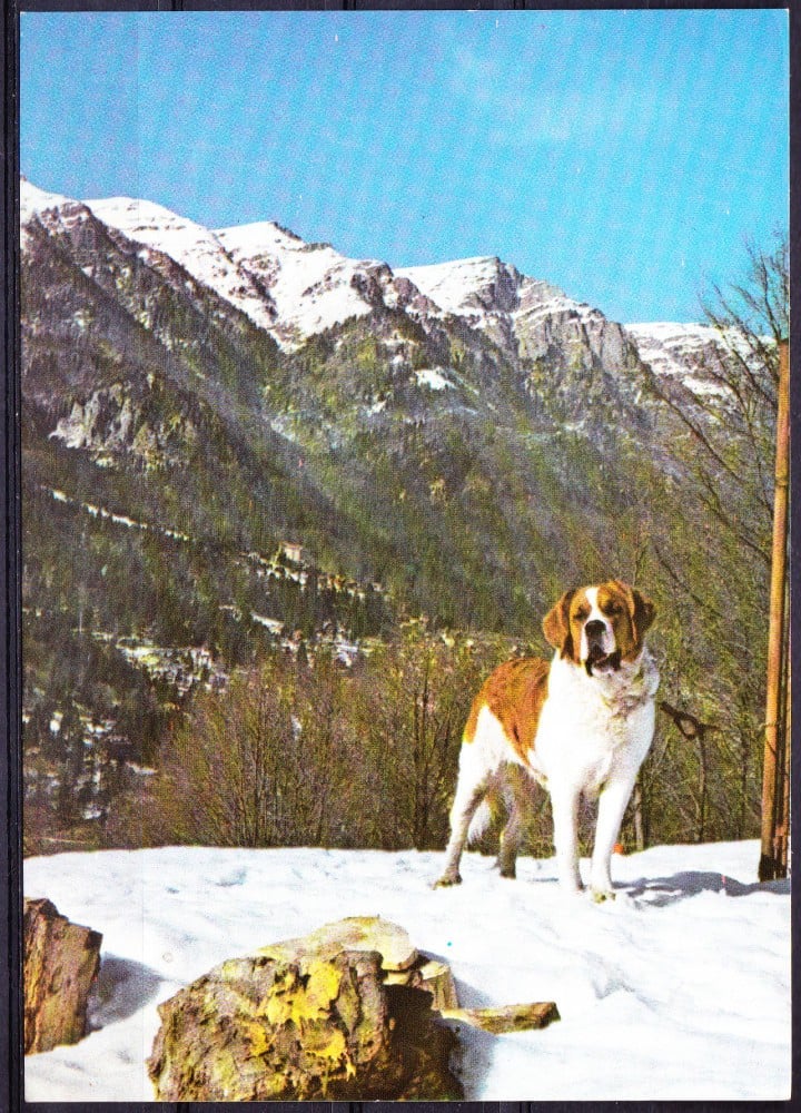 Fotografie: Ilustrată cu un Saint Bernard, necirculată (II)