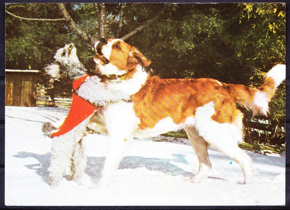 Fotografie: Ilustrată cu un pudel și un Saint Bernard, necirculată