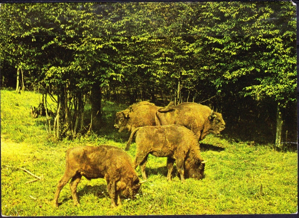 Fotografie: Ilustrată „Hațeg — Rezervația de zimbri”, 1971, circulată