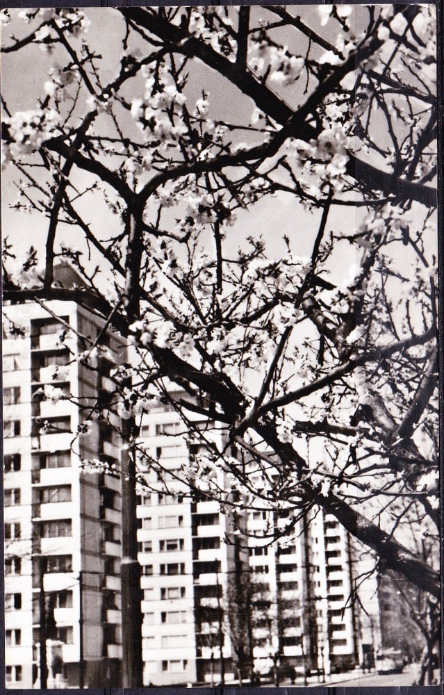 Fotografie: Ilustrată „București — Bulevardul Dinicu Golescu”, 1970, circulată