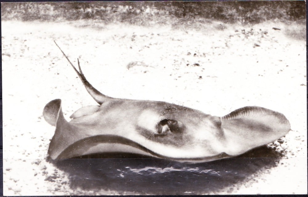 Fotografie: Ilustrată „Constanța — Acvariul, Trygon pastinaca”, necirculată