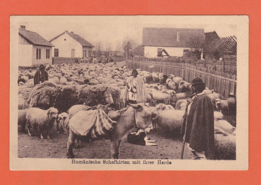 Fotografie: Ilustrată „Ciobani cu turma”, 1917, scrisă dar necirculată
