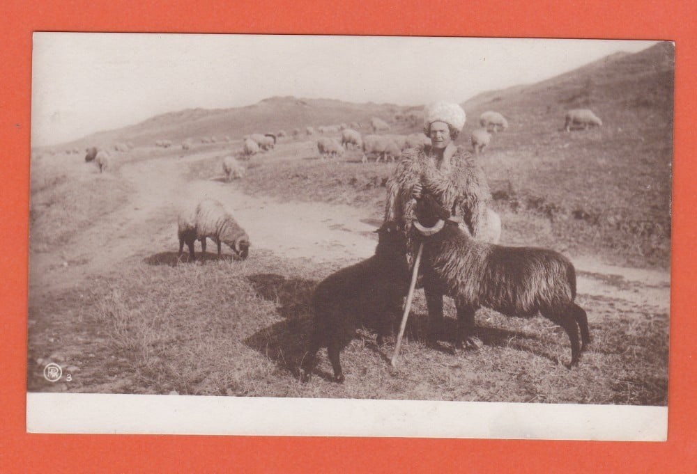 Fotografie: Ilustrată „Cioban cu oile”, necirculată