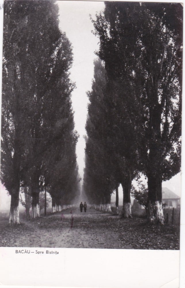 Fotografie: Ilustrată „Bacău — spre Bistrița”, 1960