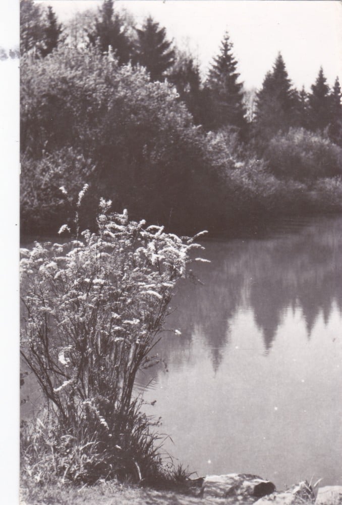 Fotografie: Ilustrată „Săvârșin — în parcul sanatoriului”, 1965