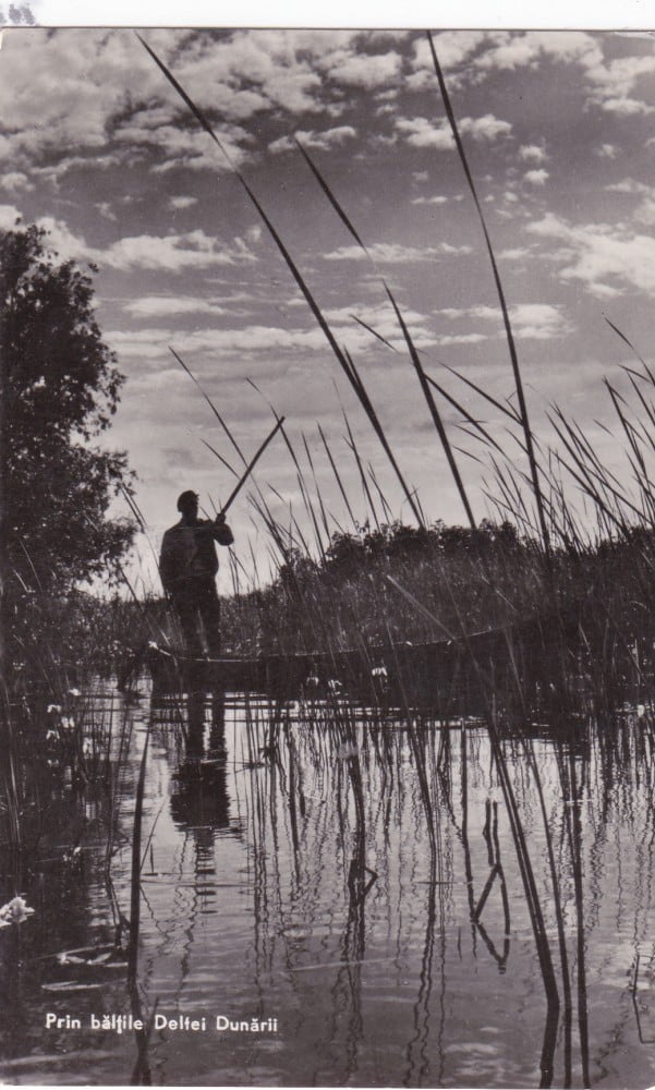 Fotografie: Ilustrată „Prin bălțile Deltei Dunării”, 1961