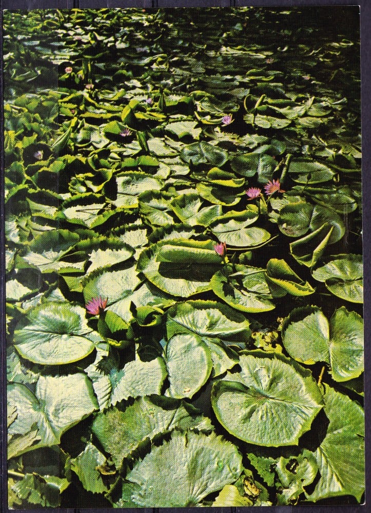 Fotografie: Ilustrată „Oradea-Băile Felix — lacul cu nuferi”, necirculată