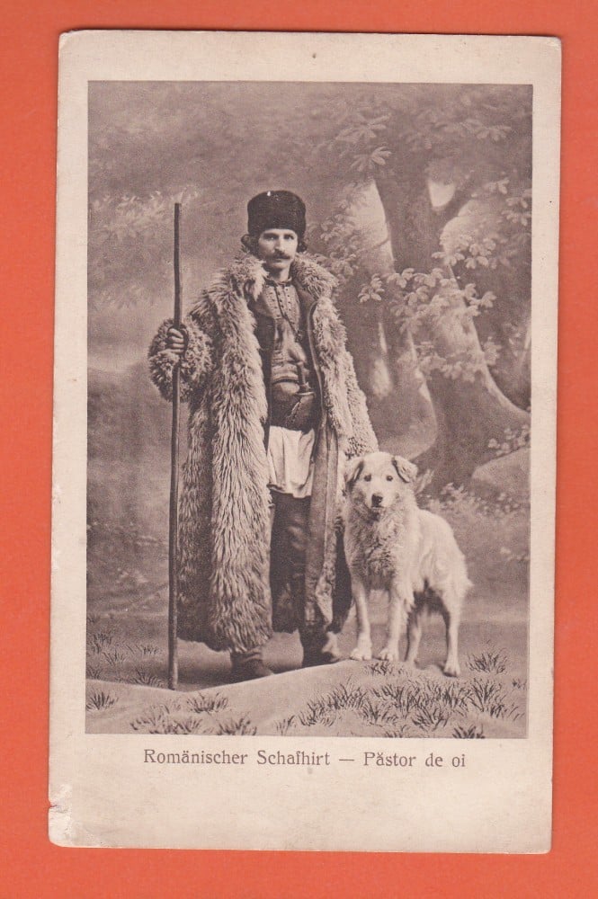 Fotografie: Ilustrată „Păstor de oi, cioban cu câini”, Tipografia Fischer Sibiu, necirculată