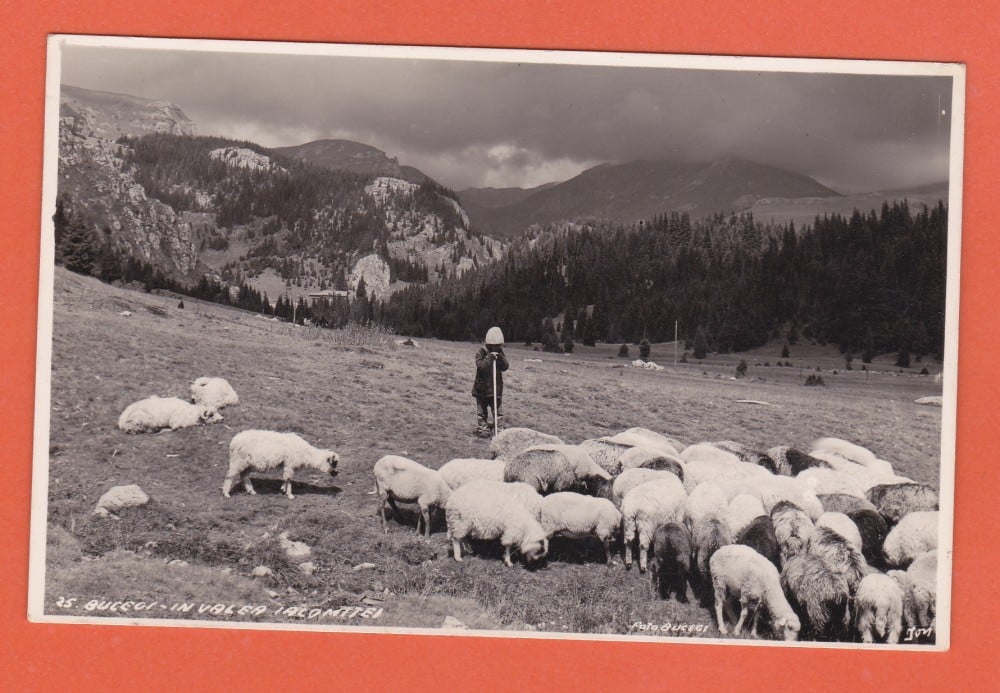 Fotografie: Ilustrată-fotografie „Bucegi — în Valea Ialomiței, cioban cu oile”, necirculată